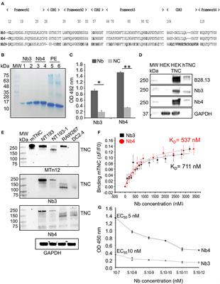 Novel Human Tenascin-C Function-Blocking Camel Single Domain <mark class="highlighted">Nanobodies</mark>